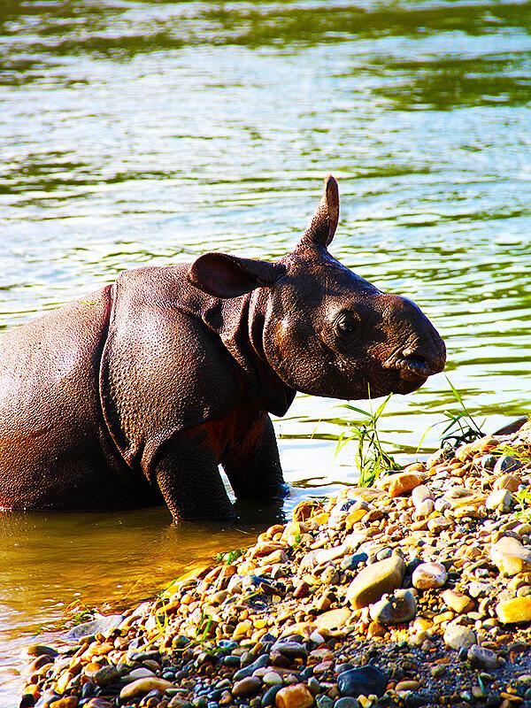 Jungle Walk in Chitwan