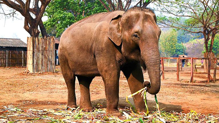 Ethical Elephant Sanctuary 