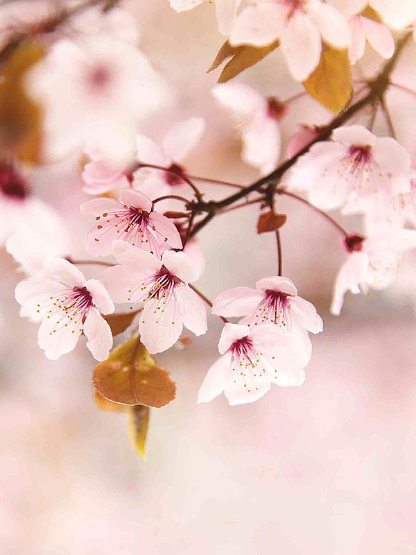 Cherry Blossom