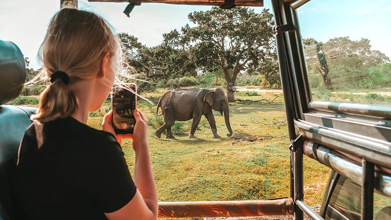 Wildlife Safaris