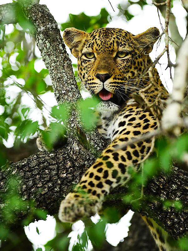 South Africa Safari