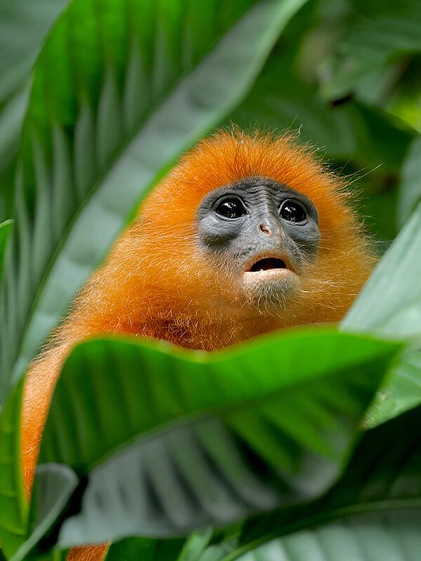 Wildlife in Malaysia