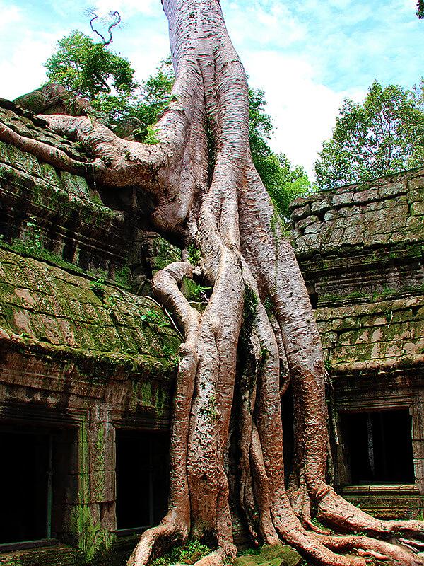 Ta Prohm Temples