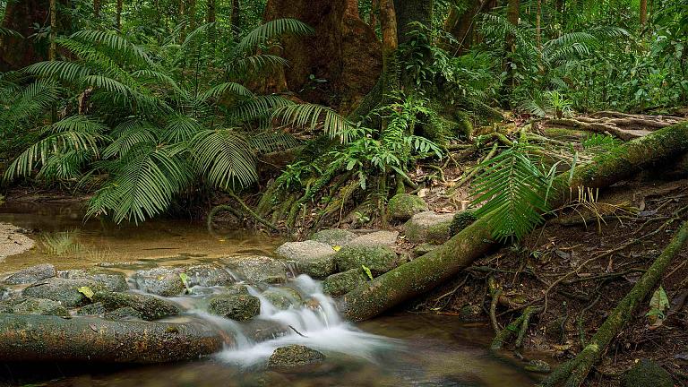 Daintree Rainforest Adventure