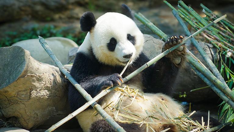 Giant Panda in Chengdu