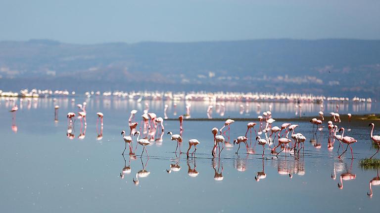 Lake Nakuru
