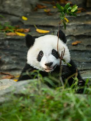 Guant Panda in Chengdu