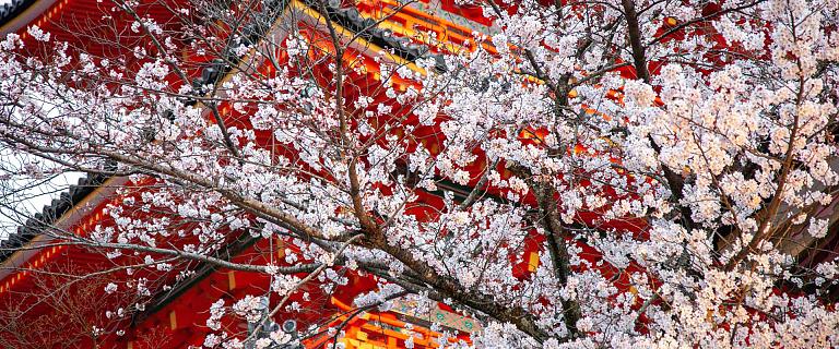Japan Cherry Blossom Tours