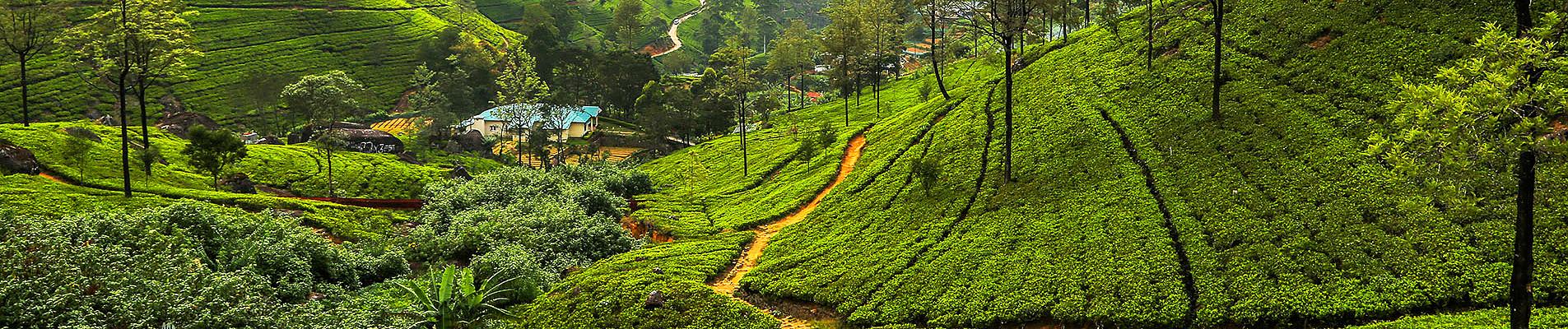 Sri Lanka Private Tours