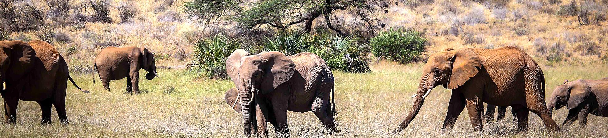Africa Private Tours