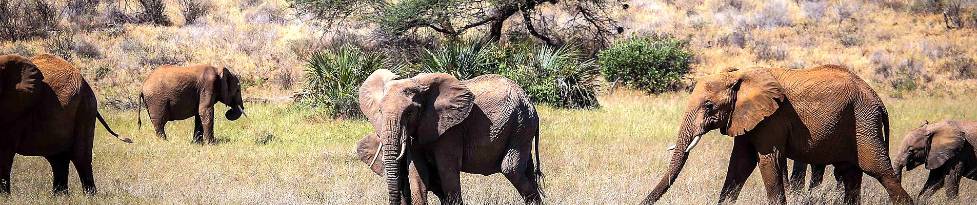 Africa Private Tours