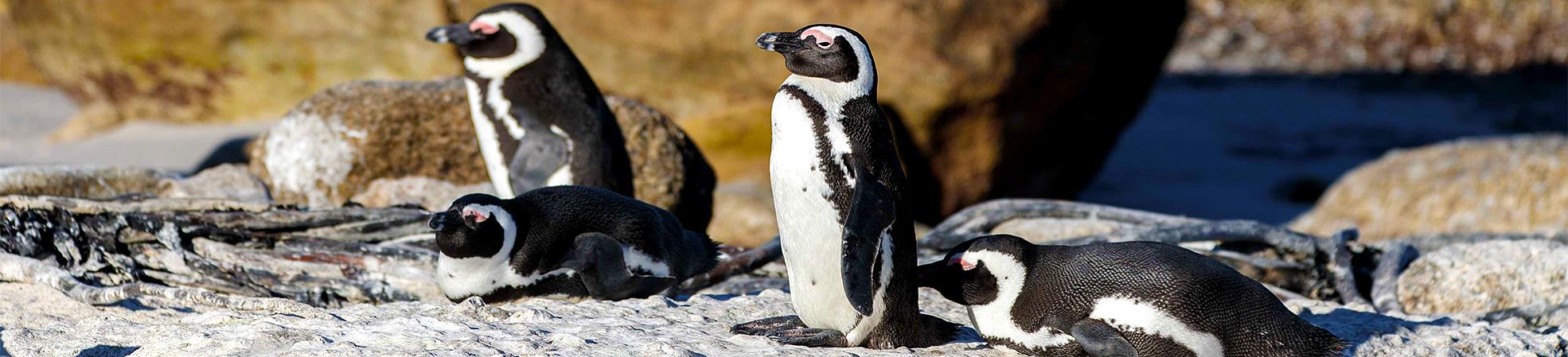South Africa Private Tours