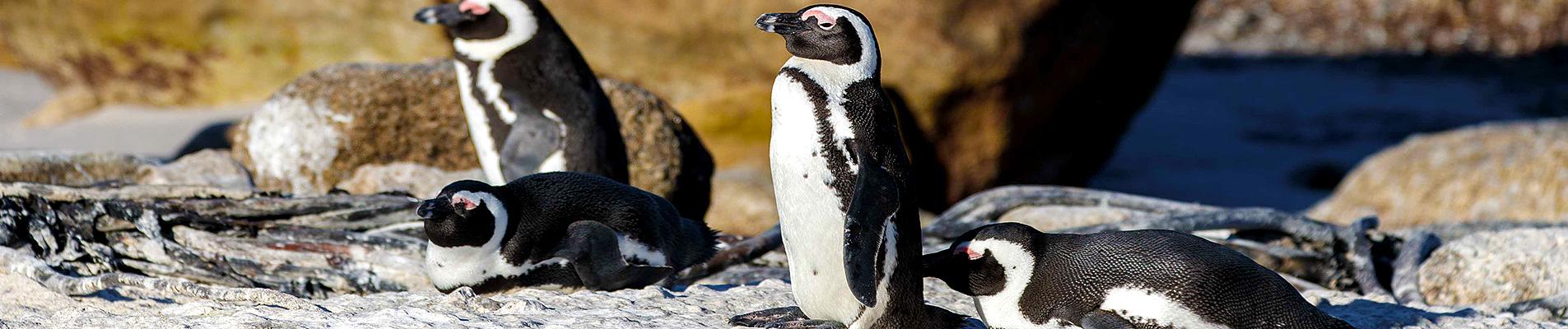 South Africa Private Tours