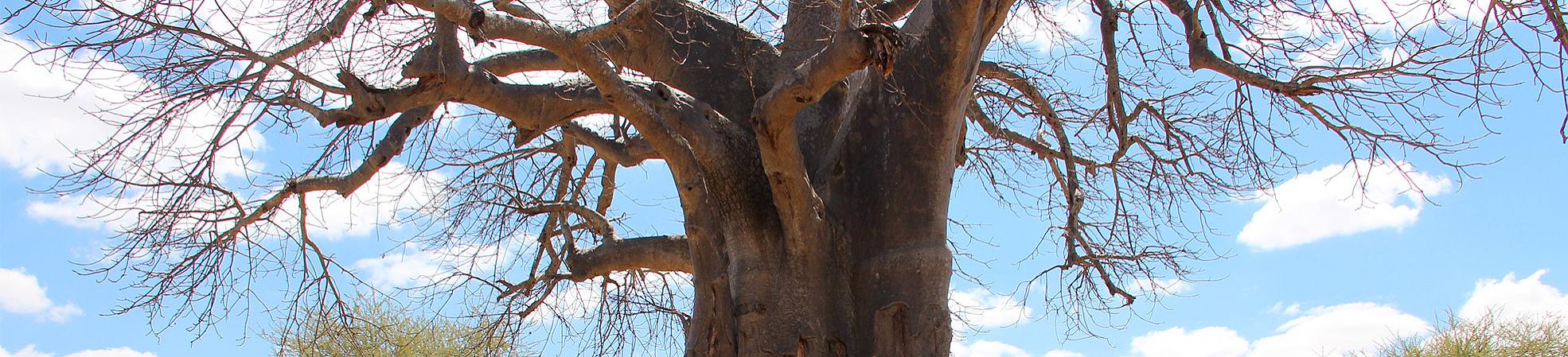 Madagascar Private Tours