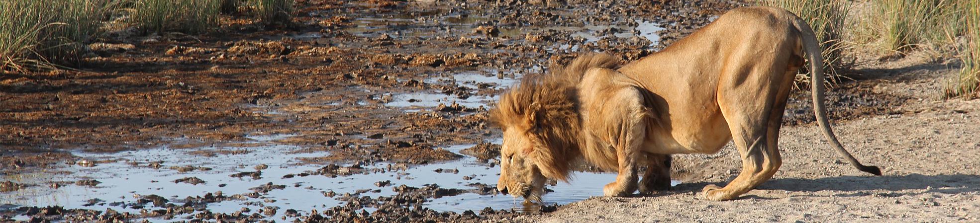 Uganda Safaris