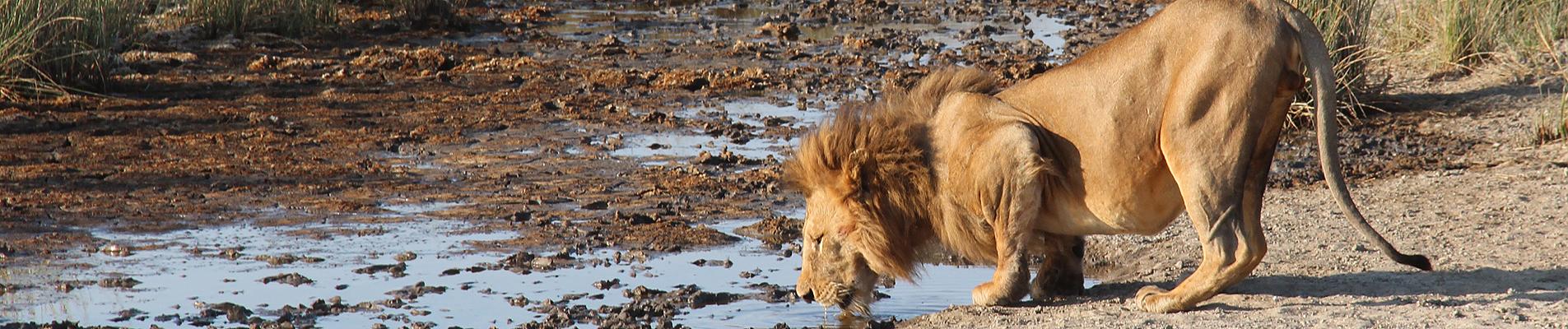 Uganda Safaris