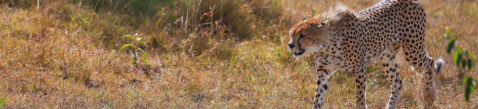 Tanzania Private Tours