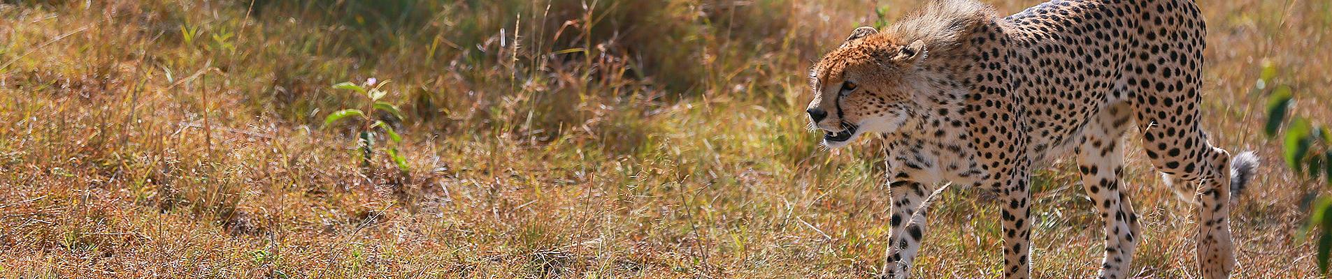 Tanzania Private Tours