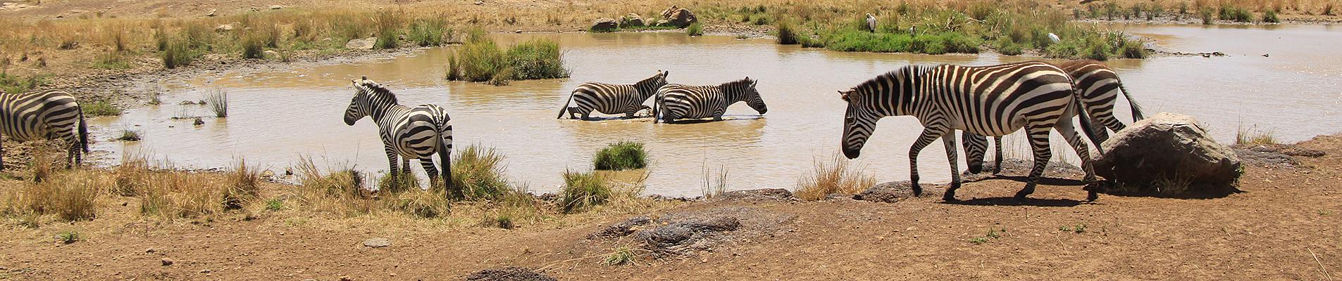 Wildlife Safaris