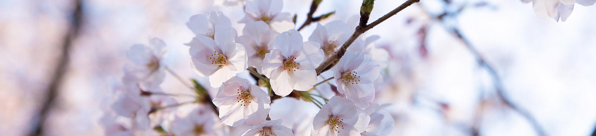 Japan Cherry Blossom
