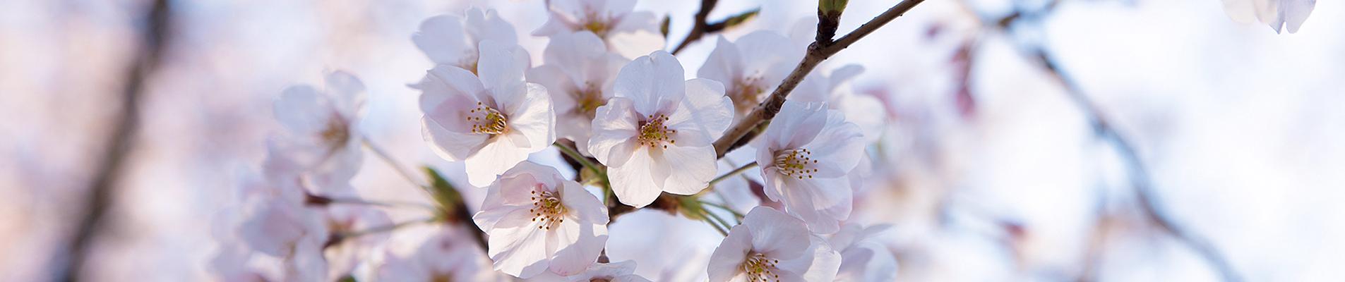 Japan Cherry Blossom