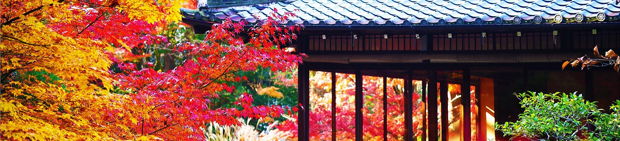 Japan Fall Foliage