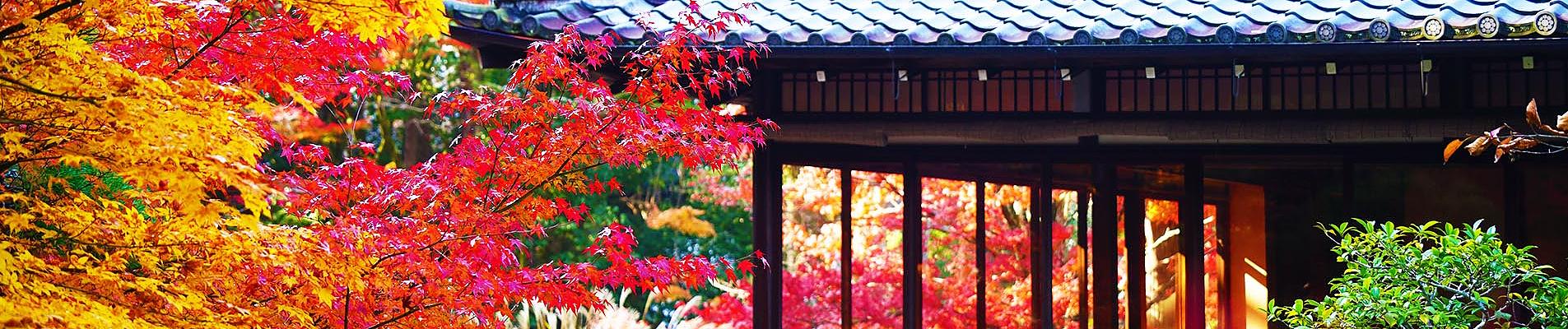 Japan Fall Foliage