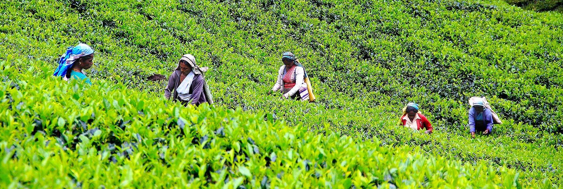 Plantación de té de Nuwara Eliya