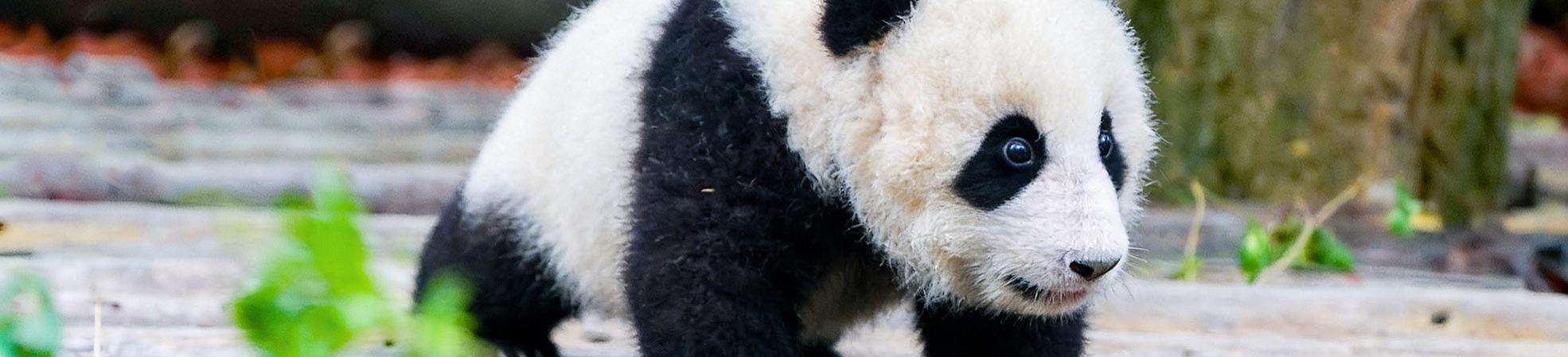Pandas in Chengdu