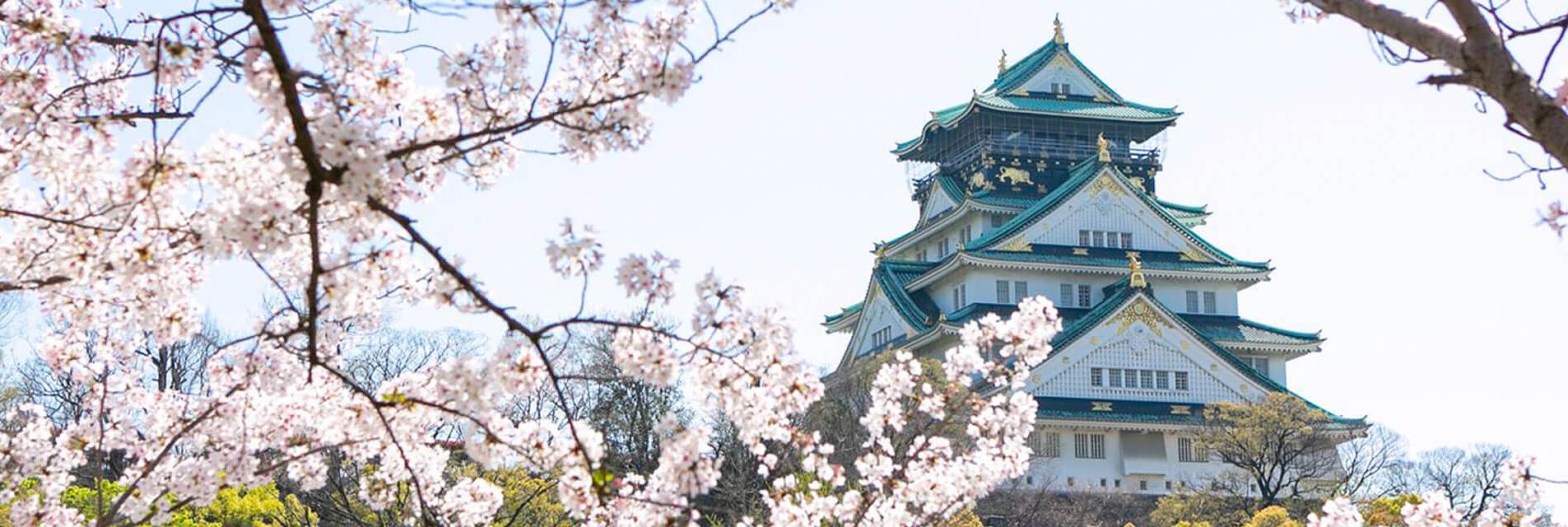 Sakura del castillo de Osaka