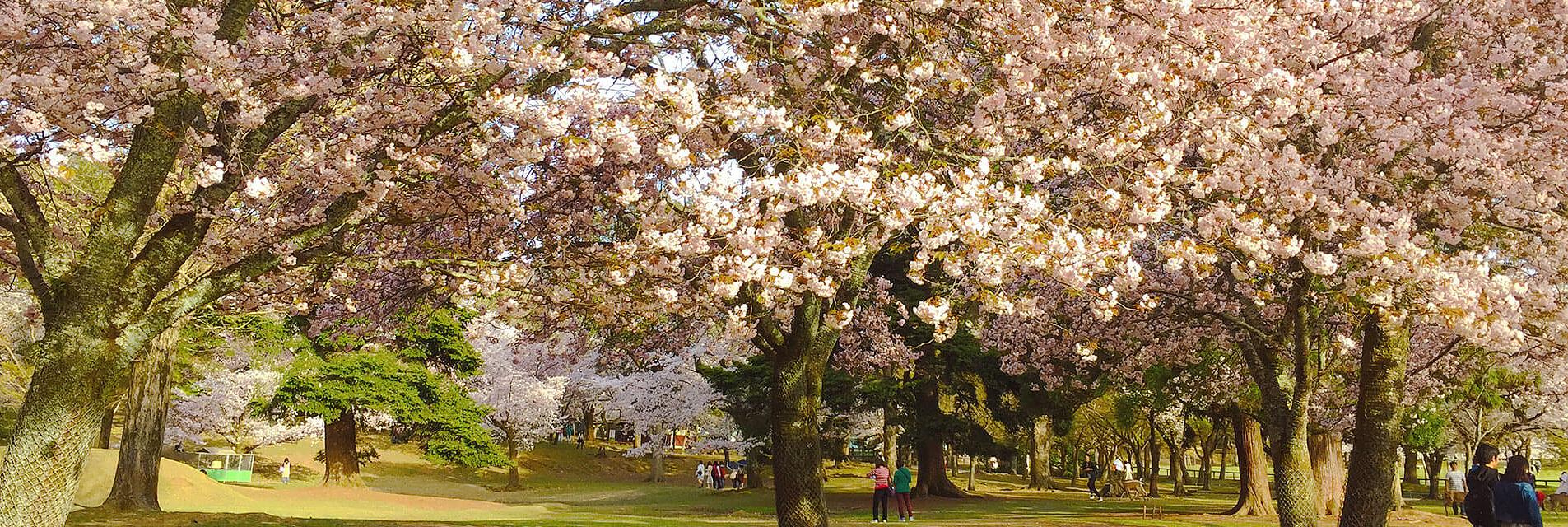 Cerezos en flor de Japón