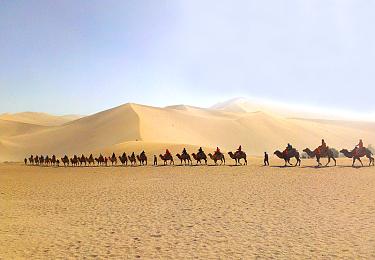 Camel team in the desert