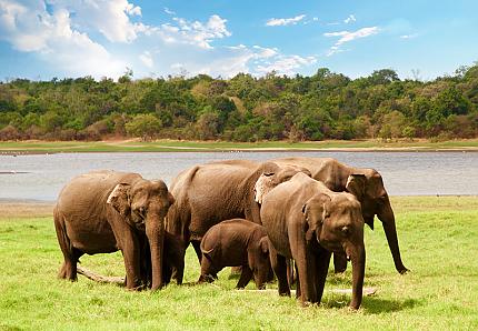 Parc National de Minneriya