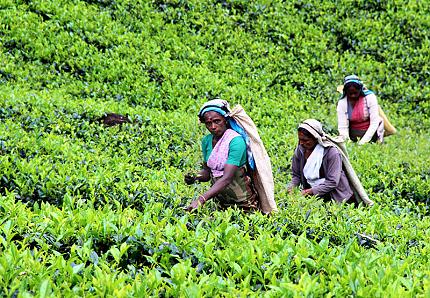 Plantation de Thé, Nuwara Eliya