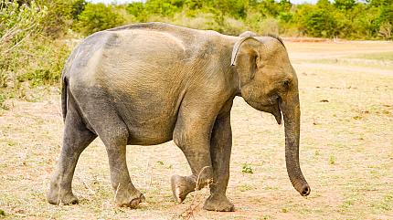 Parc National d'Udawalawe