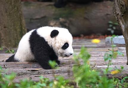Centre de recherche sur le Panda géant de Chengdu