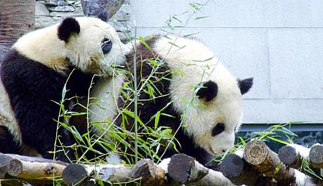 China Essence with Chengdu Pandas