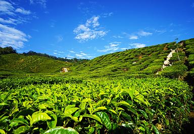 Tea Garden in Cameron Highlands