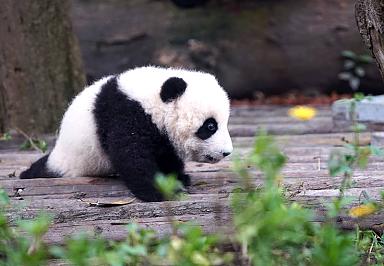 Panda Volunteer & Sichuan Cuisine Experience 