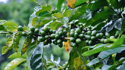 Coffee Plantations