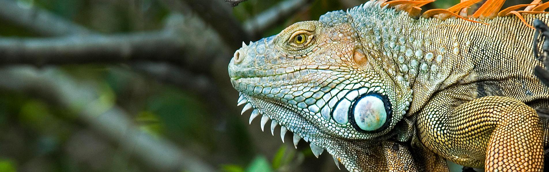Lizard 
