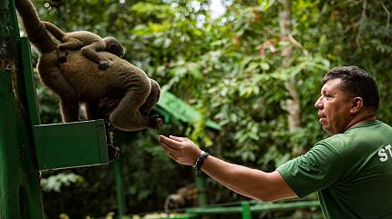 Wildlife in the Amazon Rainforest