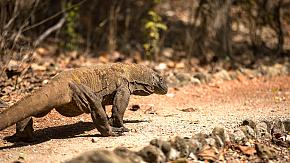 Bali Vacation with Wildlife