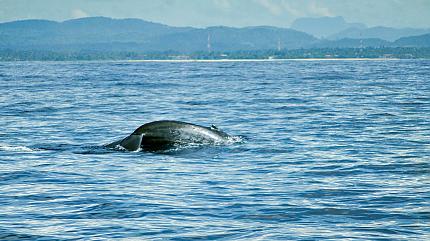 Whale Watching, Mirissa