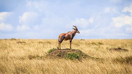 Wildlife Safari, Serengeti National Park