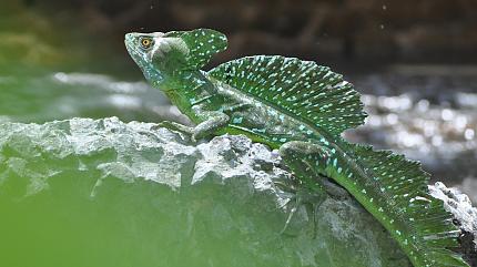 Lizard