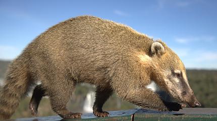 Amazon Rainforest Animals