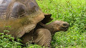 Galapagos Tortoise