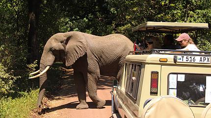 Game Drive, Serengeti National Park