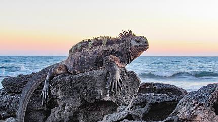 Lizard